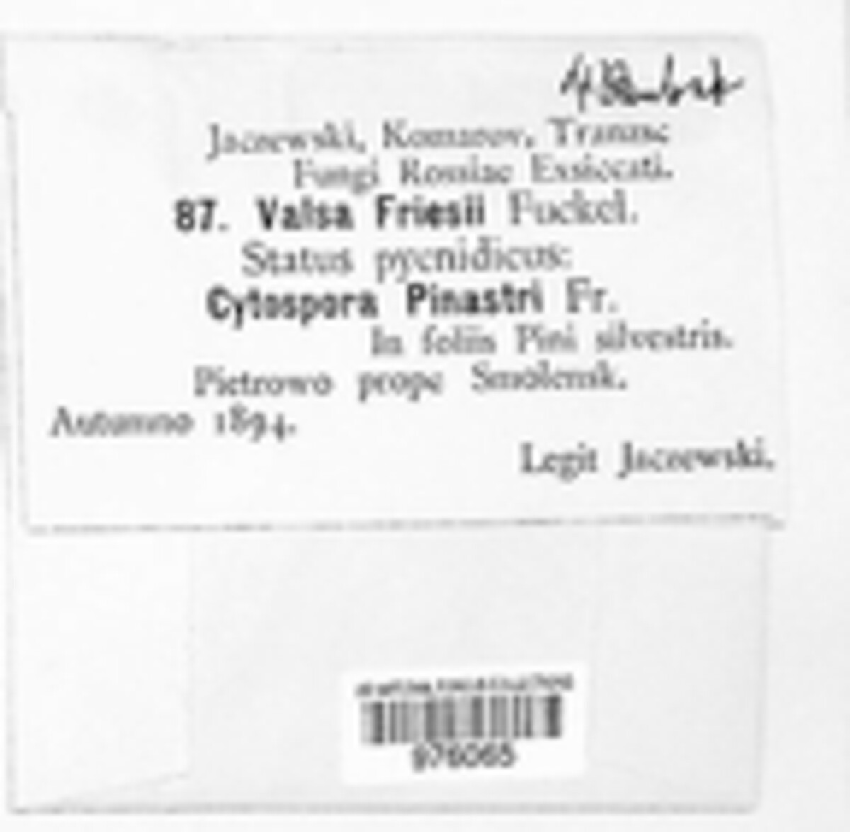 Cytospora pinastri image